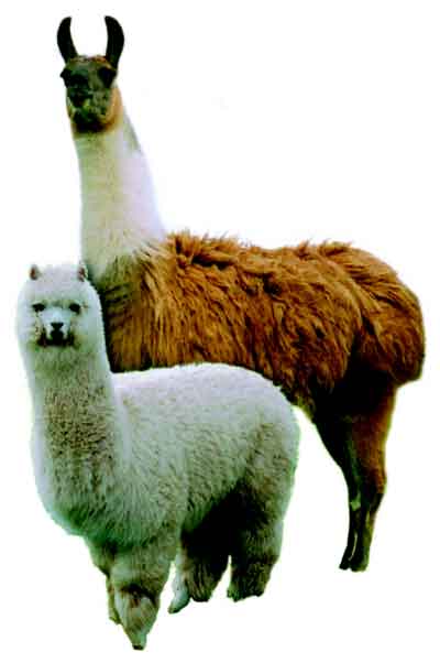 Camelid Complete Feeds