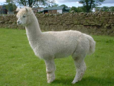 Camelid Complete Feeds