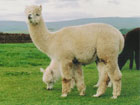 Camelid Complete Feeds